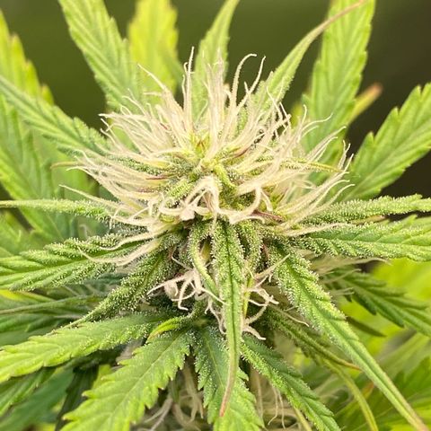 Amnesia Haze Auto growlog timeline photo