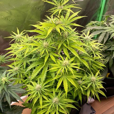 Amnesia Haze Auto growlog timeline photo