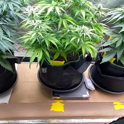 Amnesia Haze Auto growlog timeline photo