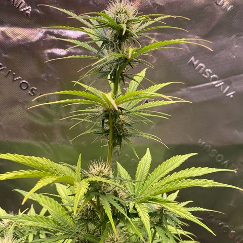 Amnesia Haze Auto growlog timeline photo