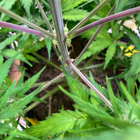 Amnesia Haze Auto growlog timeline photo