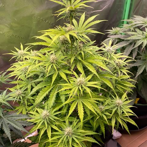 Amnesia Haze Auto growlog timeline photo