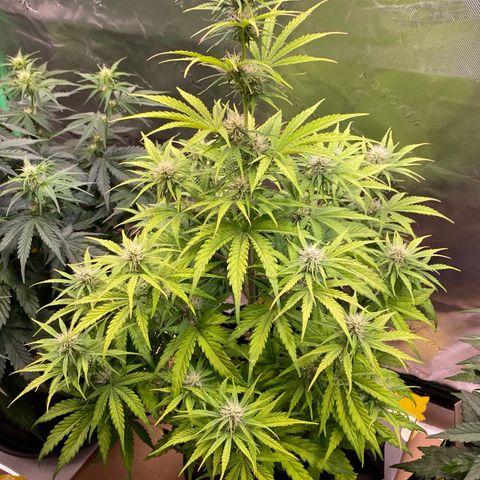 Amnesia Haze Auto growlog timeline photo
