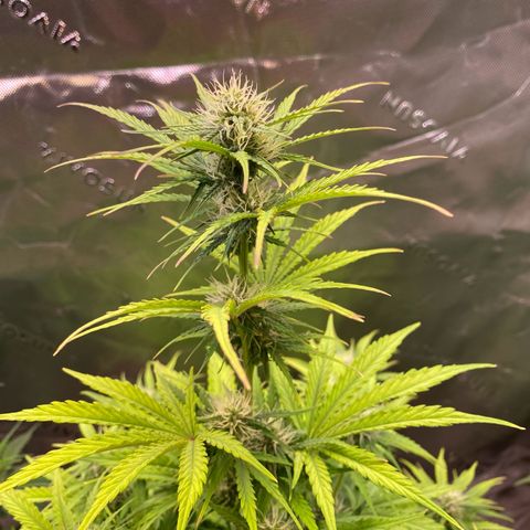 Amnesia Haze Auto growlog timeline photo