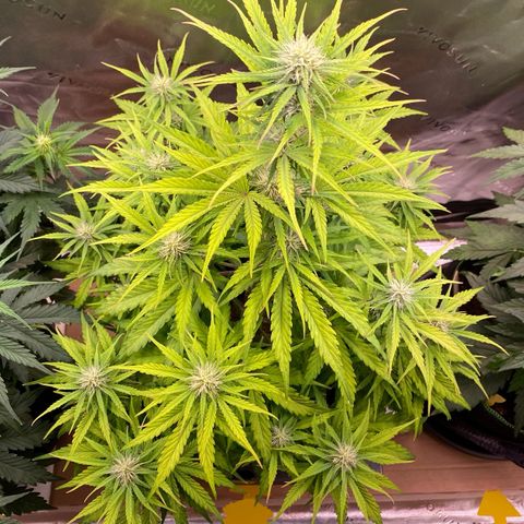 Amnesia Haze Auto growlog timeline photo