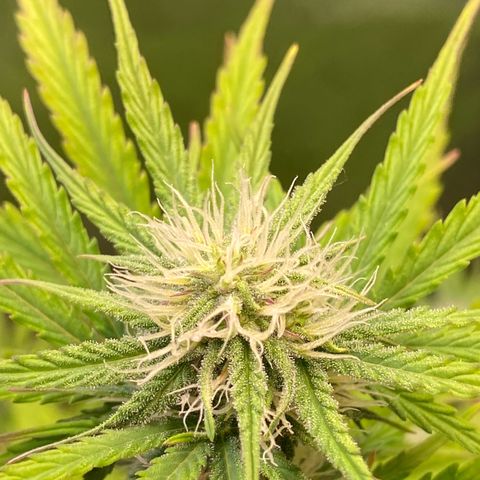 Amnesia Haze Auto growlog timeline photo