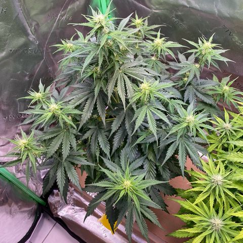 Cookies Gelato Auto growlog timeline photo