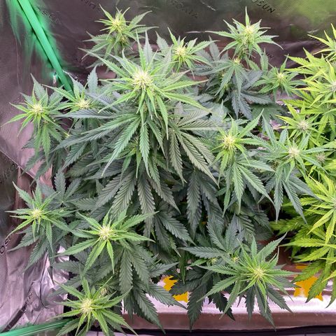 Cookies Gelato Auto growlog timeline photo