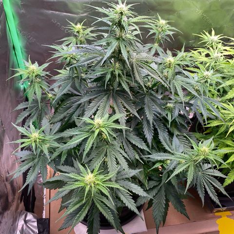 Cookies Gelato Auto growlog timeline photo