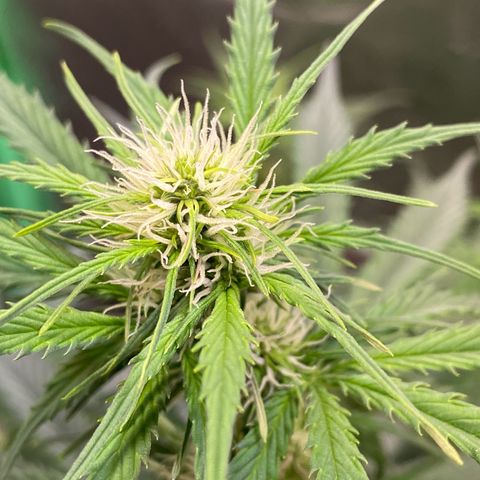 Cookies Gelato Auto growlog timeline photo