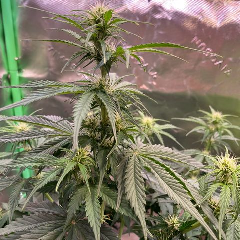 Cookies Gelato Auto growlog timeline photo