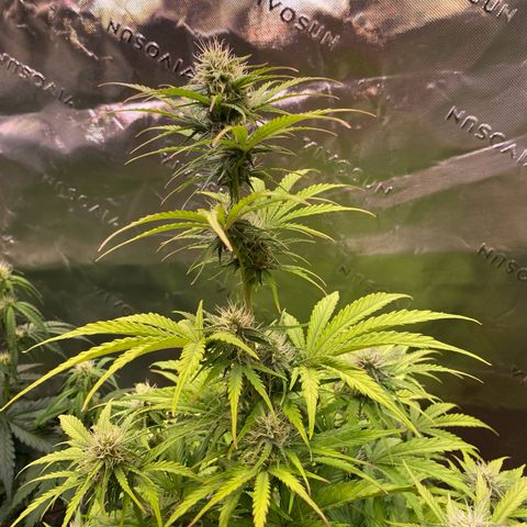 Amnesia Haze Auto growlog timeline photo