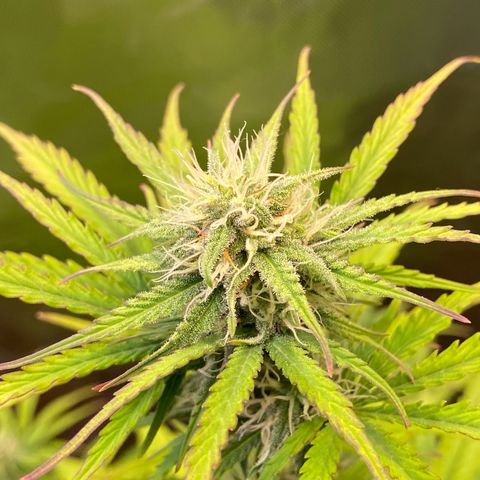 Amnesia Haze Auto growlog timeline photo