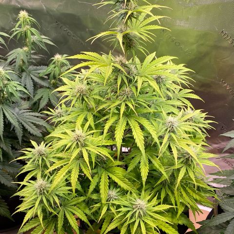 Amnesia Haze Auto growlog timeline photo