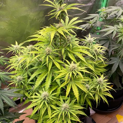 Amnesia Haze Auto growlog timeline photo