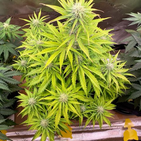 Amnesia Haze Auto growlog timeline photo