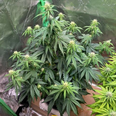 Cookies Gelato Auto growlog timeline photo