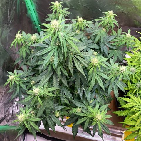 Cookies Gelato Auto growlog timeline photo