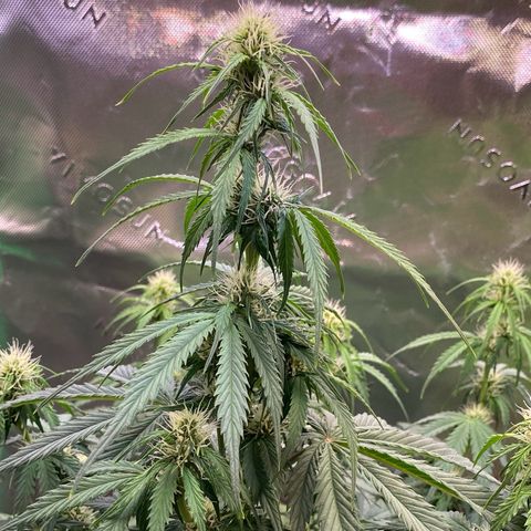 Cookies Gelato Auto growlog timeline photo