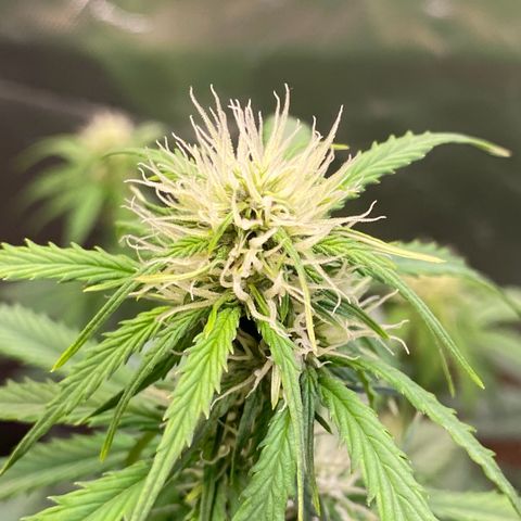 Cookies Gelato Auto growlog timeline photo