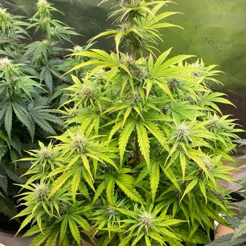 Amnesia Haze Auto growlog timeline photo