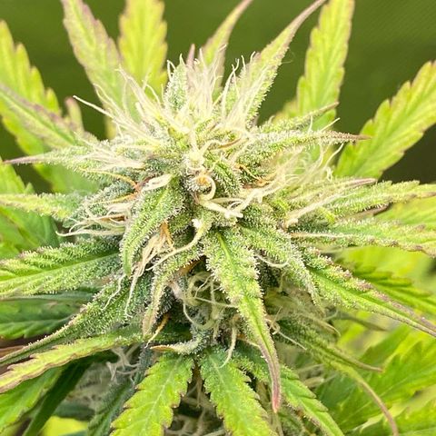 Amnesia Haze Auto growlog timeline photo
