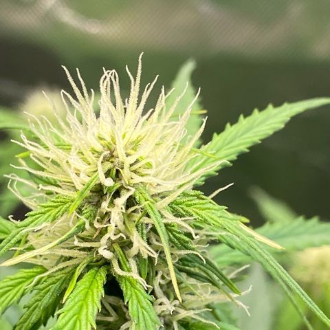 Cookies Gelato Auto growlog timeline photo