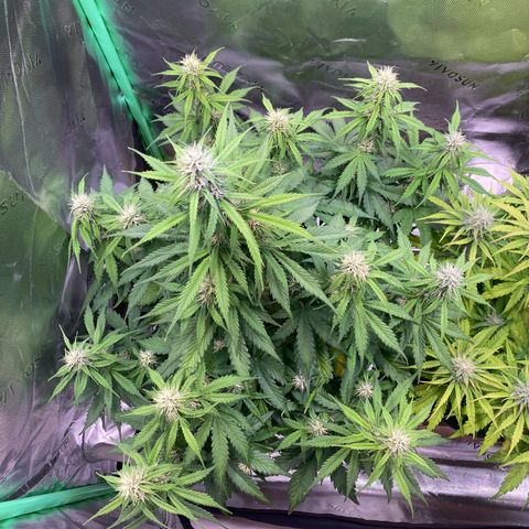 Cookies Gelato Auto growlog timeline photo
