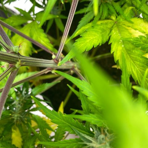 Amnesia Haze Auto growlog timeline photo