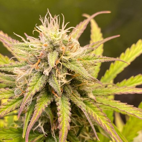 Amnesia Haze Auto growlog timeline photo