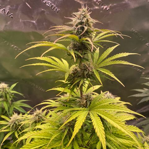 Amnesia Haze Auto growlog timeline photo