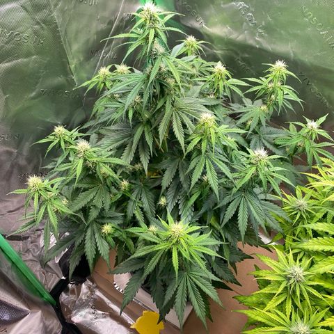 Cookies Gelato Auto growlog timeline photo