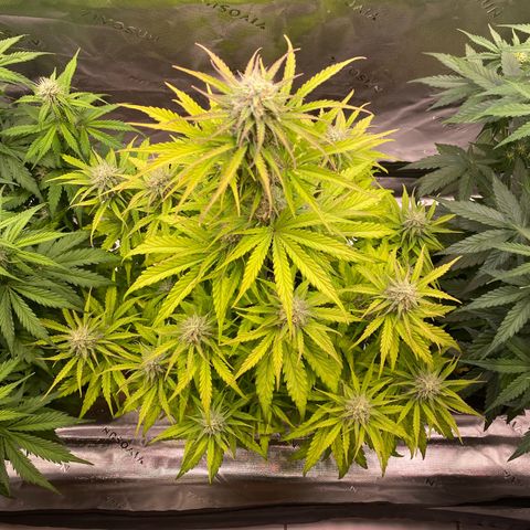 Amnesia Haze Auto growlog timeline photo