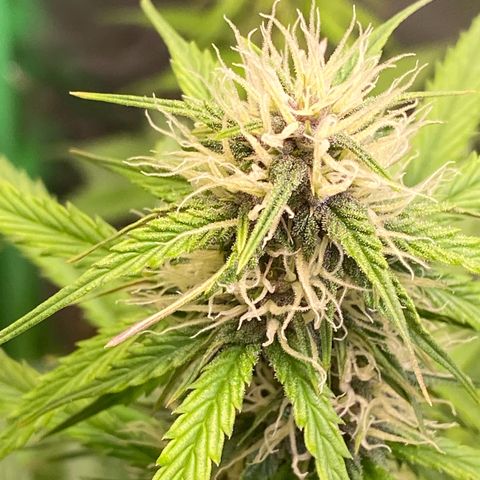 Cookies Gelato Auto growlog timeline photo