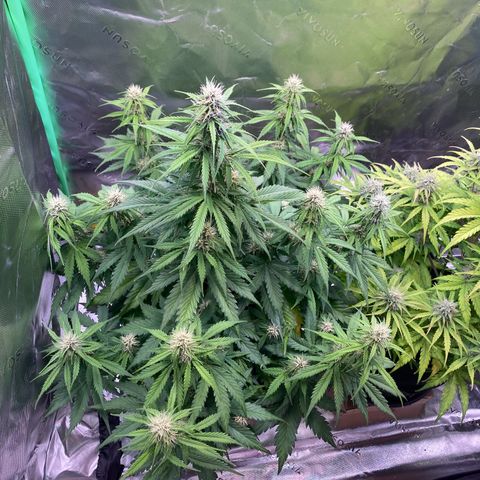 Cookies Gelato Auto growlog timeline photo