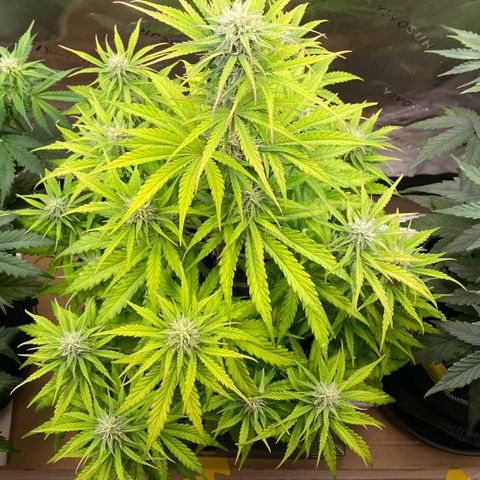 Amnesia Haze Auto growlog timeline photo