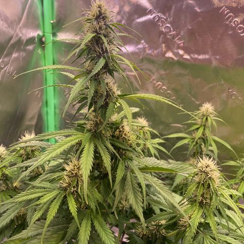Cookies Gelato Auto growlog timeline photo