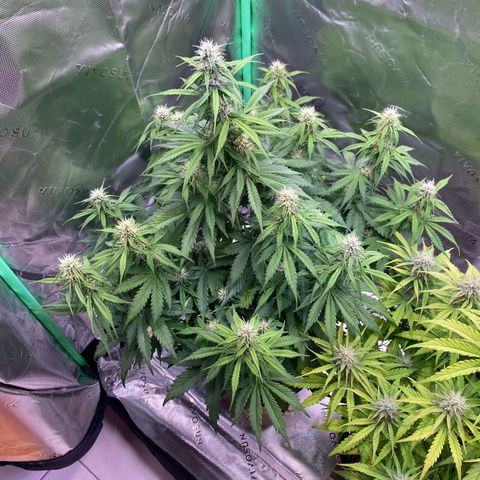Cookies Gelato Auto growlog timeline photo