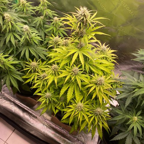 Amnesia Haze Auto growlog timeline photo
