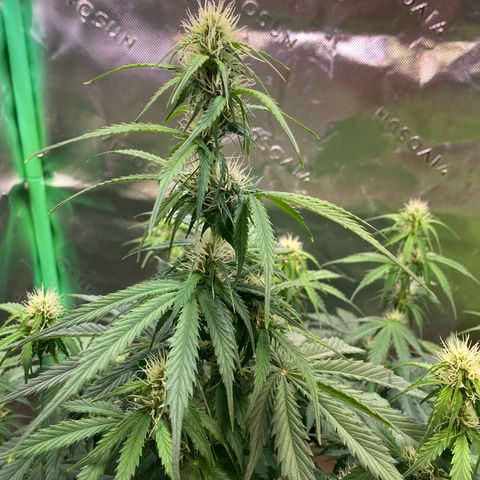 Cookies Gelato Auto growlog timeline photo
