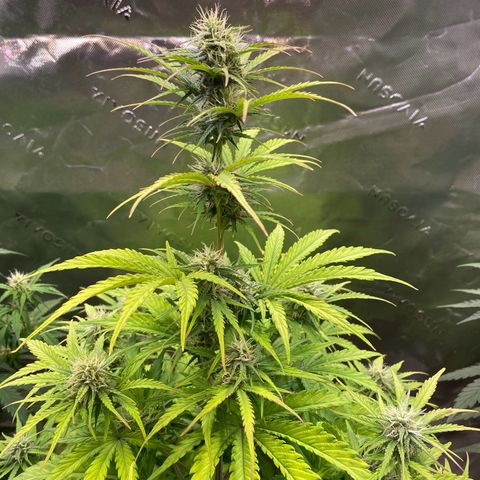 Amnesia Haze Auto growlog timeline photo