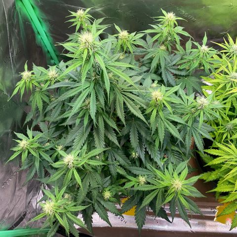 Cookies Gelato Auto growlog timeline photo