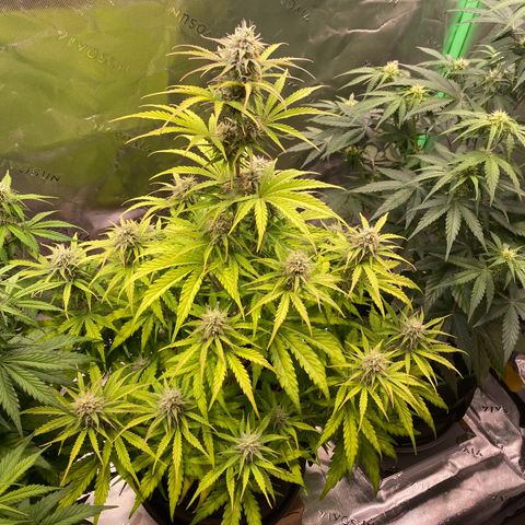 Amnesia Haze Auto growlog timeline photo