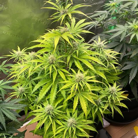 Amnesia Haze Auto growlog timeline photo