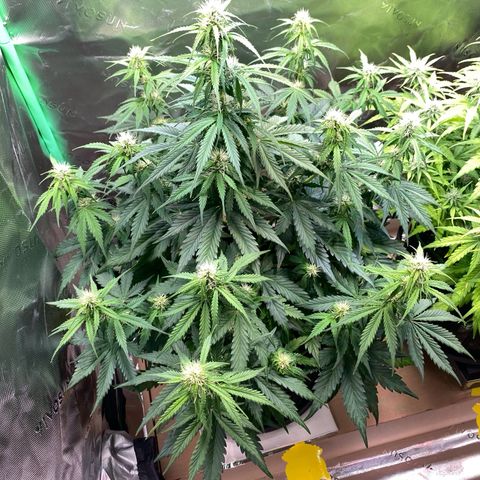 Cookies Gelato Auto growlog timeline photo