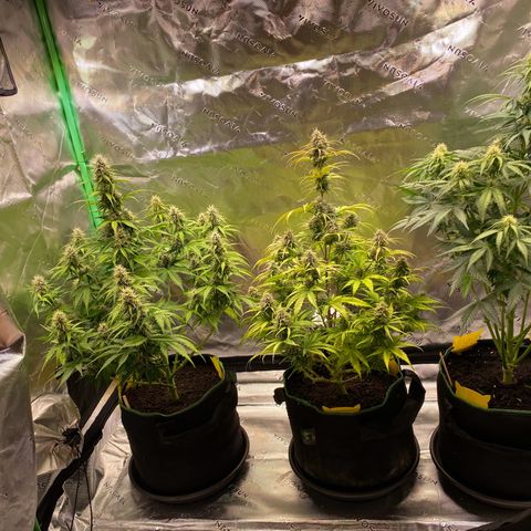 Amnesia Haze Auto growlog timeline photo