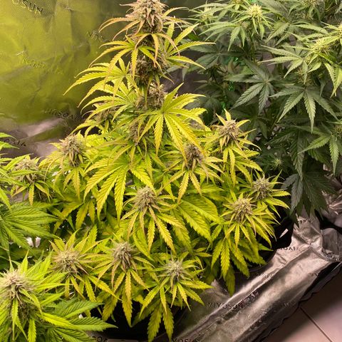 Amnesia Haze Auto growlog timeline photo