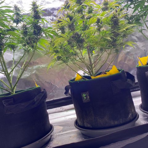 Amnesia Haze Auto growlog timeline photo