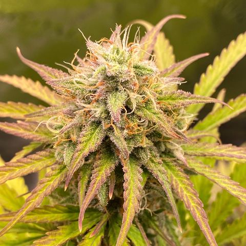 Amnesia Haze Auto growlog timeline photo
