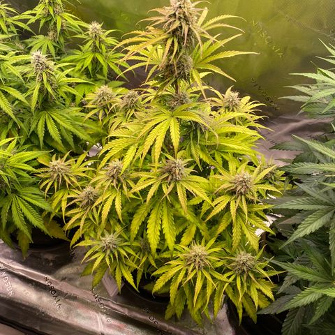 Amnesia Haze Auto growlog timeline photo
